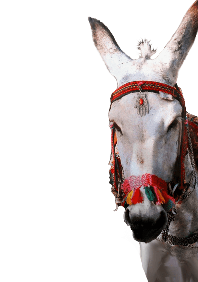 white donkey2